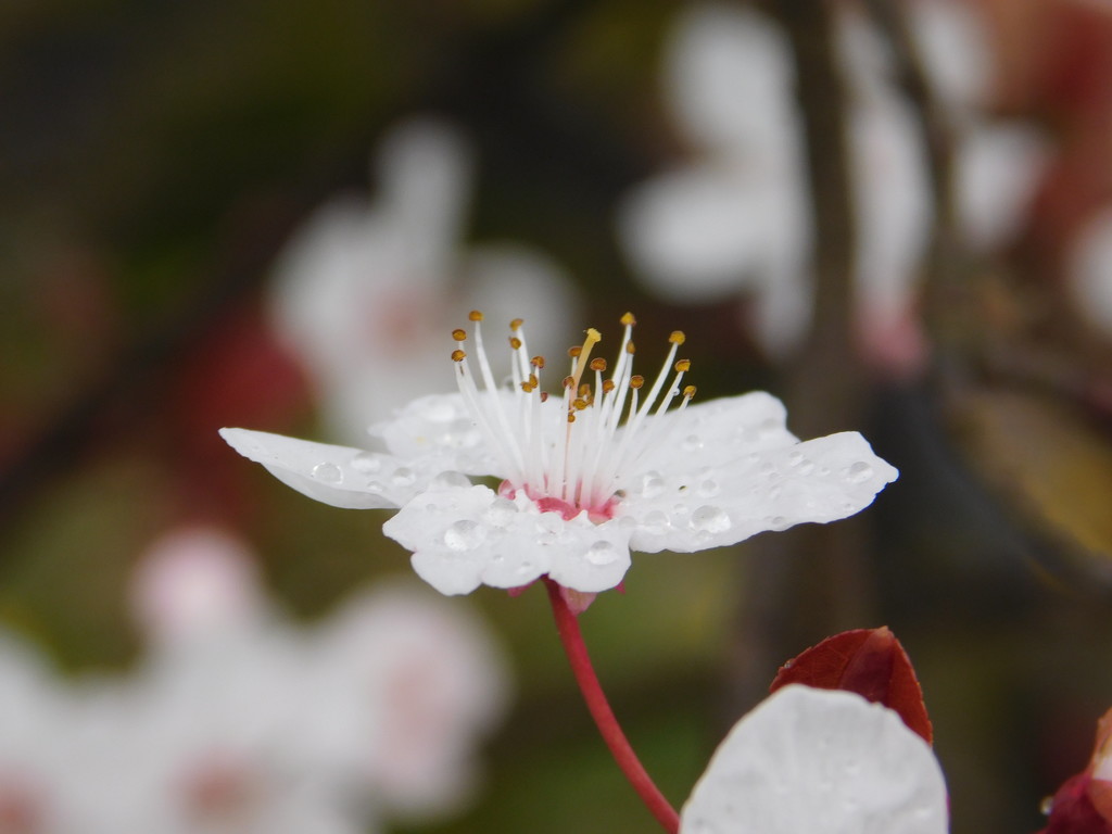 Blossom and raindrops by 365anne