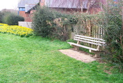 28th Feb 2019 - A Host Of Golden Daffodils (And A Bench)