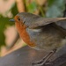 Sweet little Robin...... by ziggy77