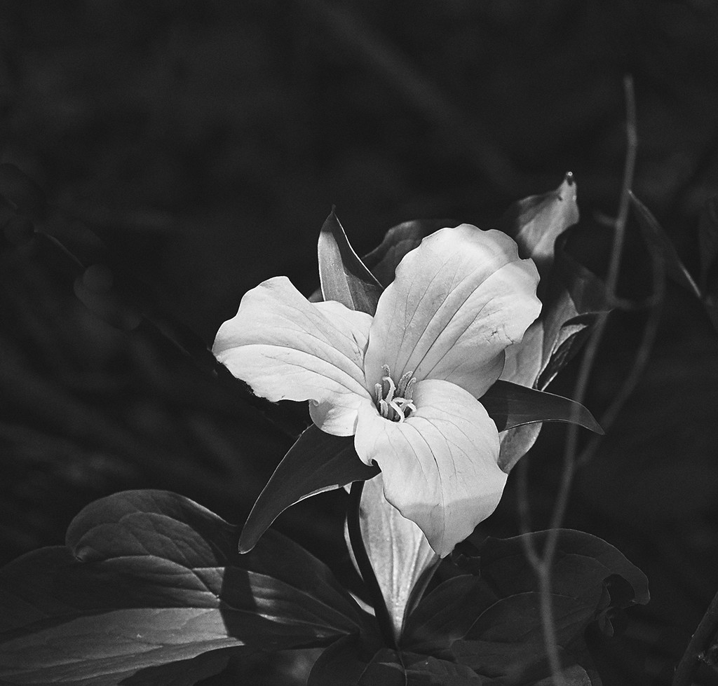 White Trillium by gardencat