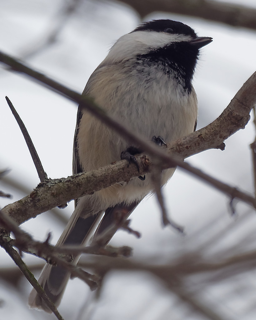 black-capped chickadee portrait by rminer