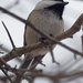black-capped chickadee portrait by rminer