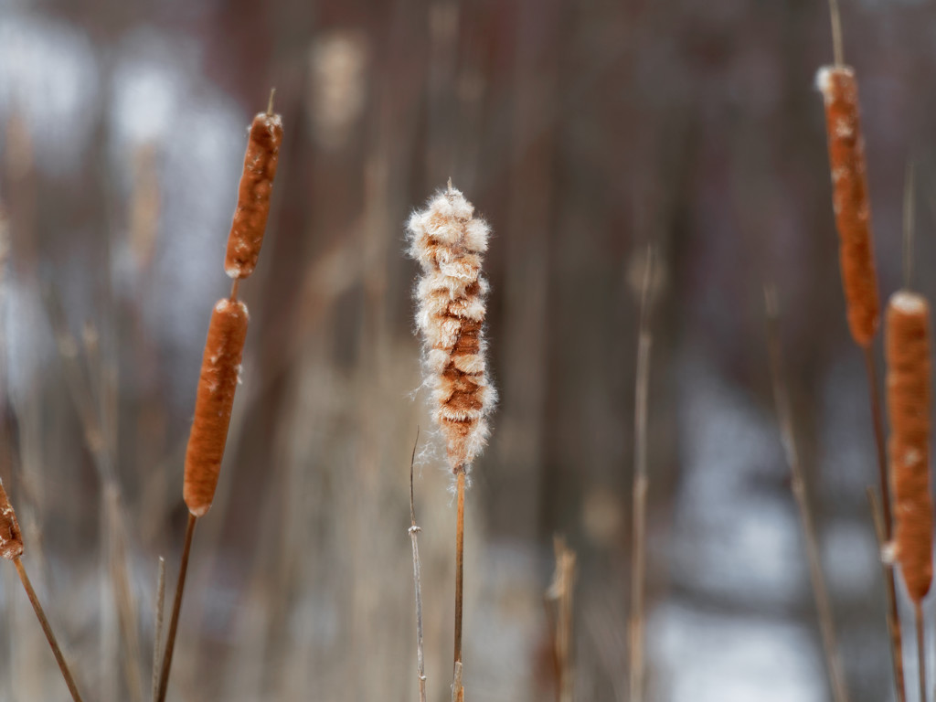 Cattails by rminer