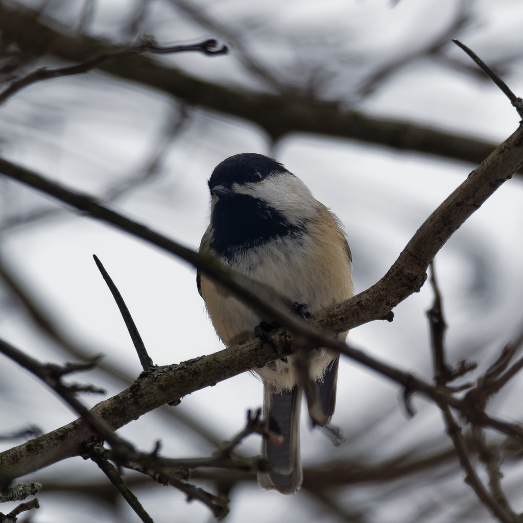 black-capped chickadee by rminer