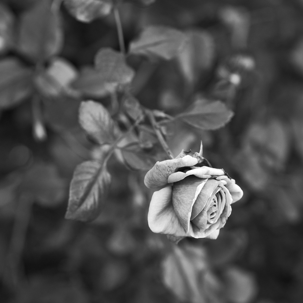 Fall Rose by gardencat