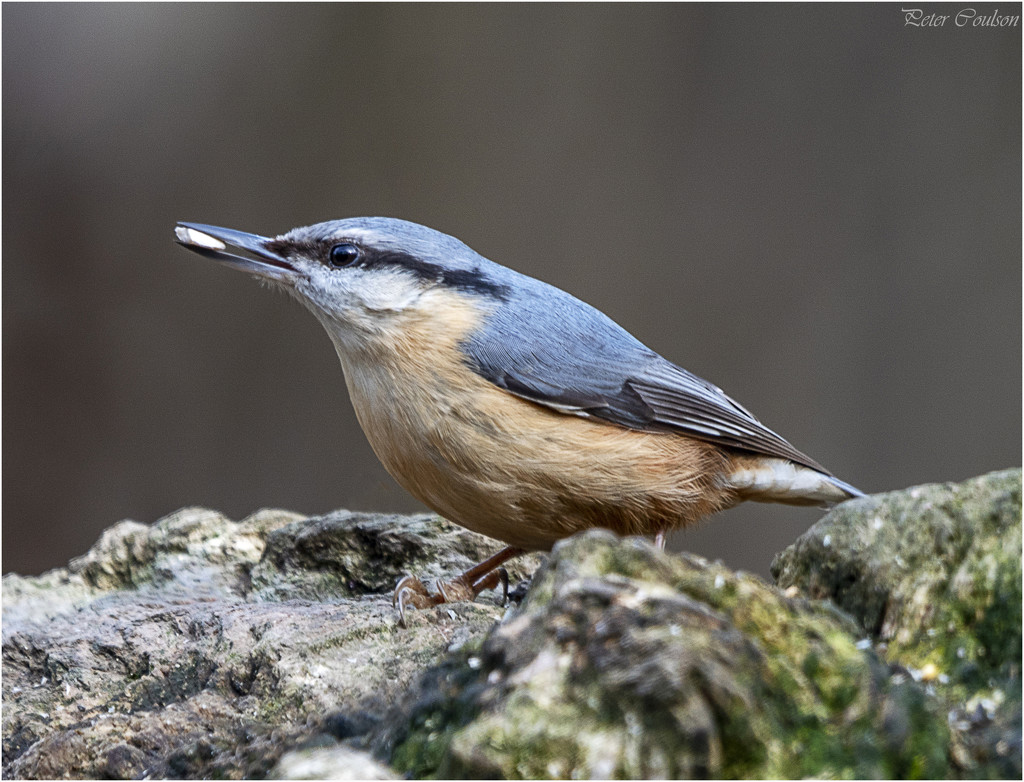 Nuthatch by pcoulson