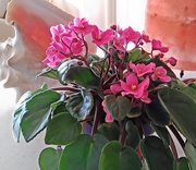 28th Feb 2019 - African Violet