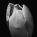 Tulip by rumpelstiltskin