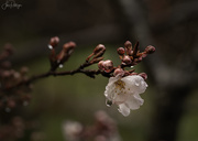 28th Feb 2019 - Spring Plum Blossom