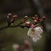 Spring Plum Blossom by jgpittenger