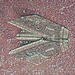 Cicada: Origami  by jnadonza