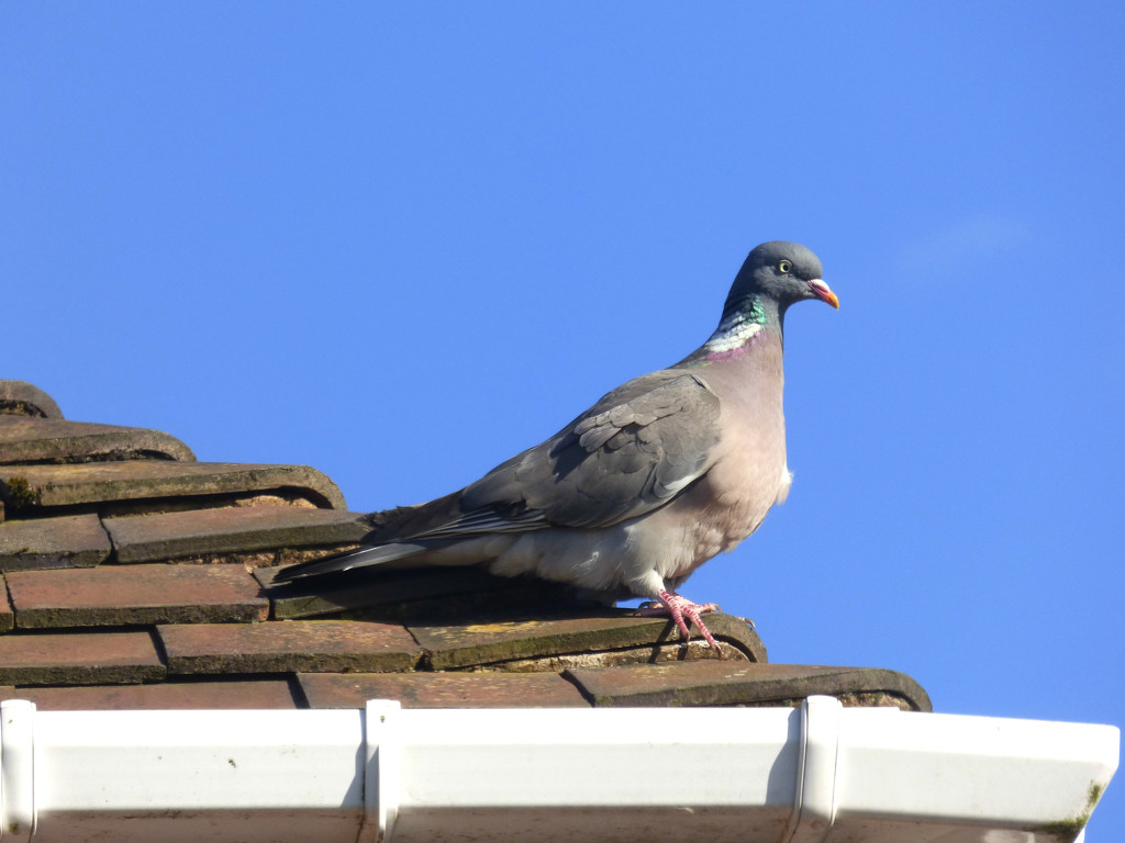 Sitting on the roof top . by beryl