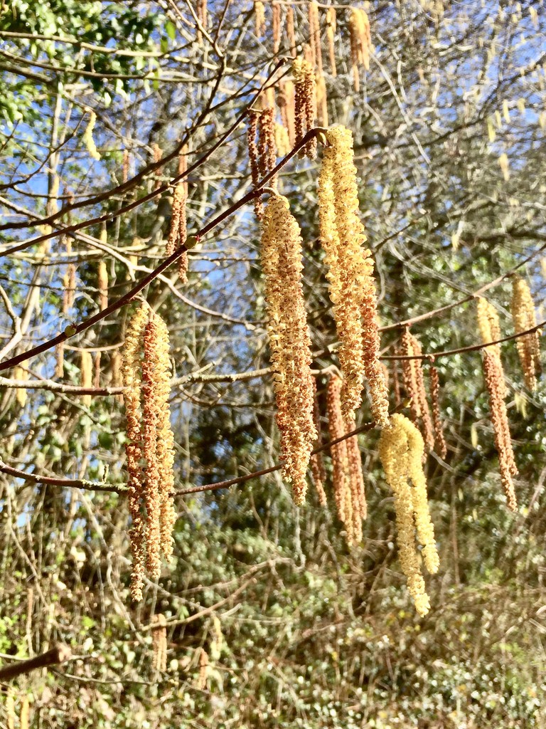 Golden catkins by daffodill