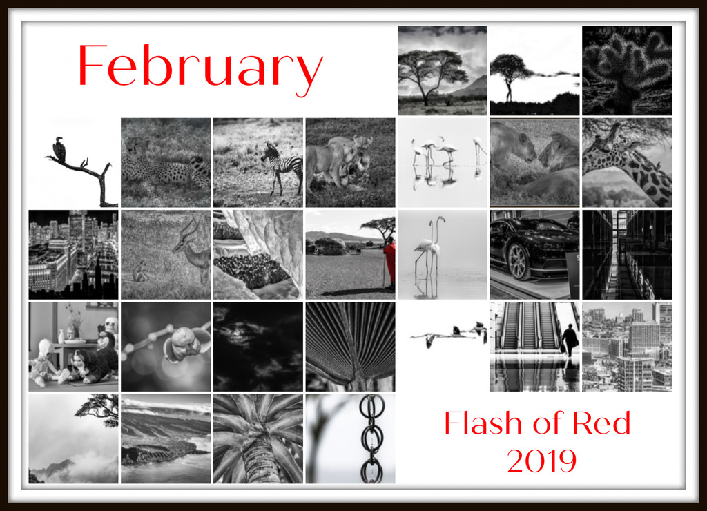 Flash of Red 2019 by taffy