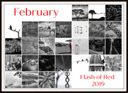 28th Feb 2019 - Flash of Red 2019