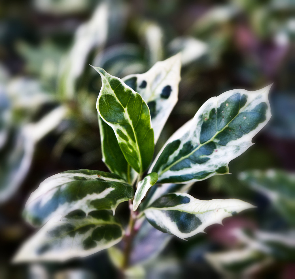 variegated holly by annied