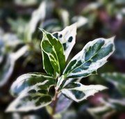 27th Dec 2018 - variegated holly