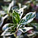 variegated holly by annied
