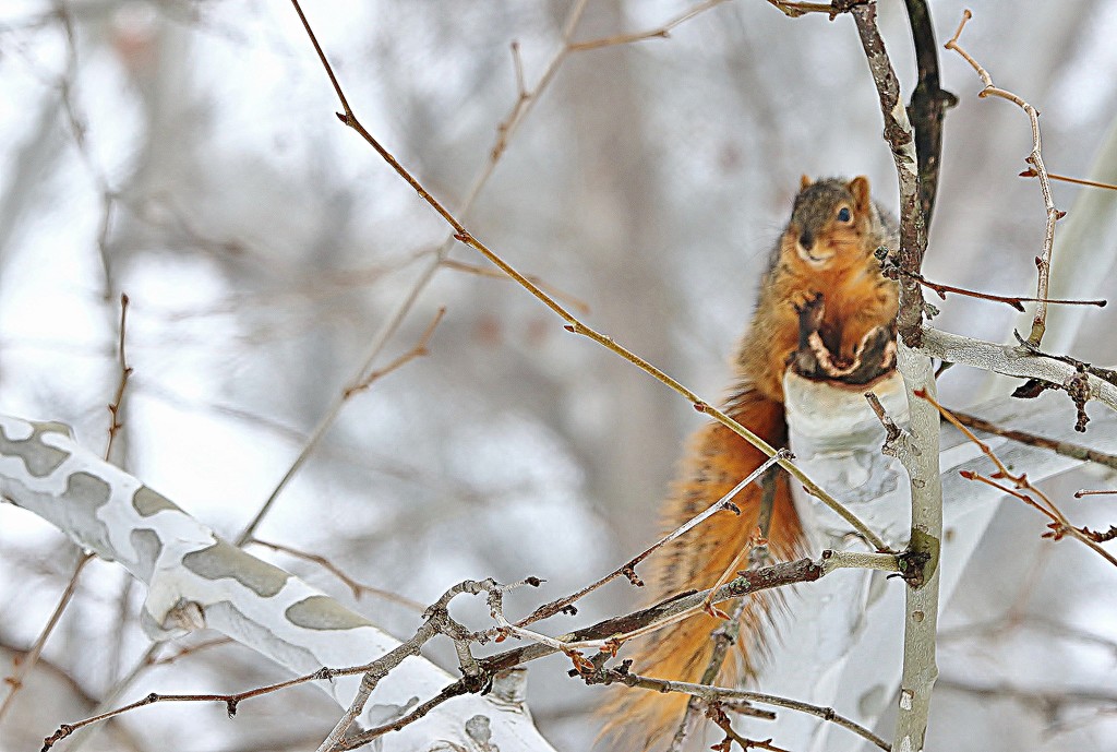 Squirrel In Birch Tree by lynnz