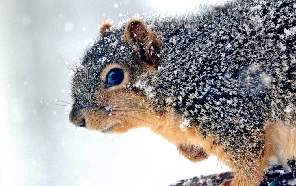 Snowy Squirrel by lynnz