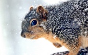 13th Feb 2019 - Snowy Squirrel