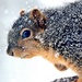 Snowy Squirrel by lynnz