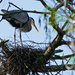 Momma Blue Heron, Watching Over the Chicks! by rickster549