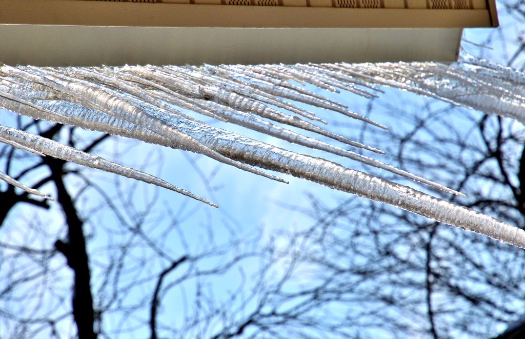 Our Very Own Icicles by lynnz