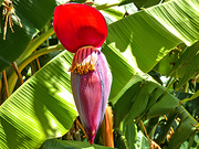 1st Mar 2019 - Banana flower up close