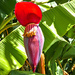 Banana flower up close by ludwigsdiana