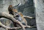 3rd Mar 2019 - Leopard Cubs Playing