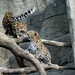 Leopard Cubs Playing by randy23