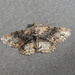 Moth by jeneurell