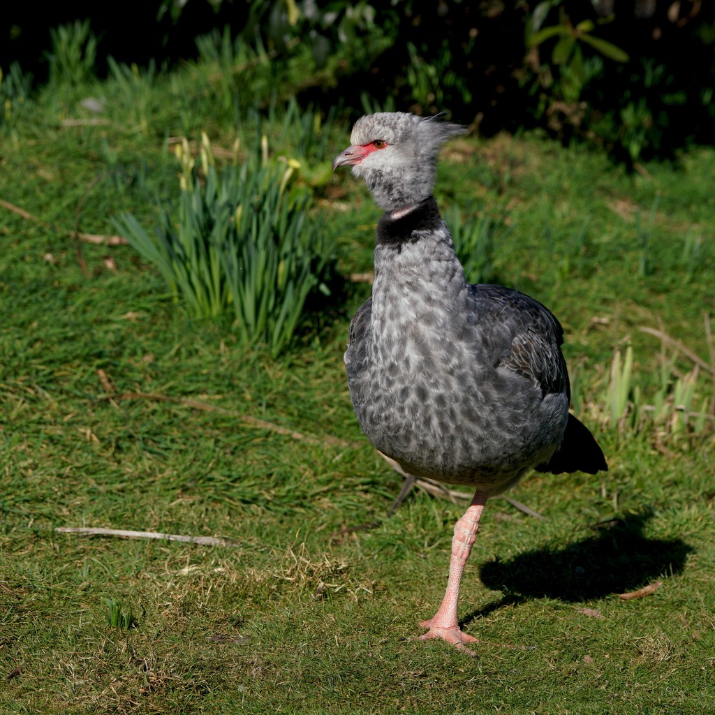SOUTHERN SCREAMER, A WIDER VIEW by markp