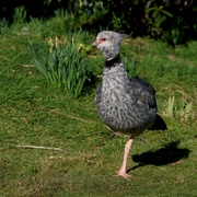 1st Mar 2019 - SOUTHERN SCREAMER, A WIDER VIEW