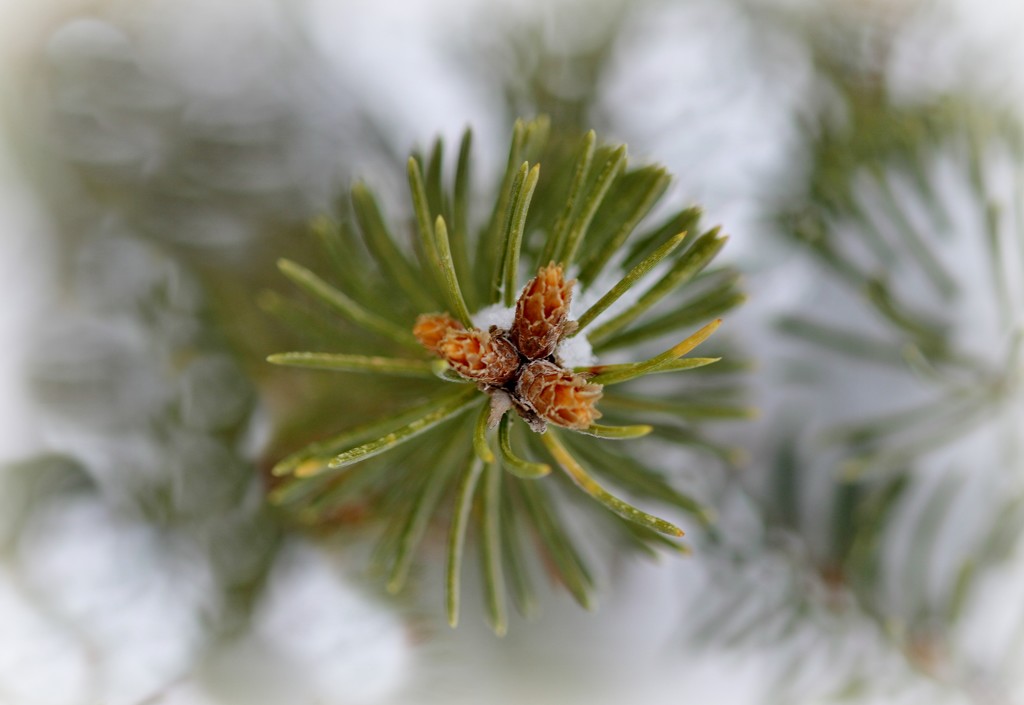 Snowy Pine by lynnz