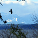 Crows In Flight by seattlite
