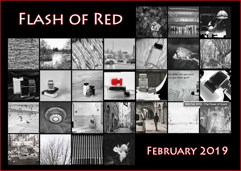 Flash of Red 2019  by gardencat