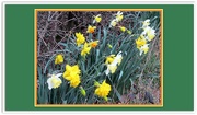 1st Mar 2019 - Mixed variety daffodils.