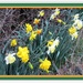 Mixed variety daffodils. by grace55