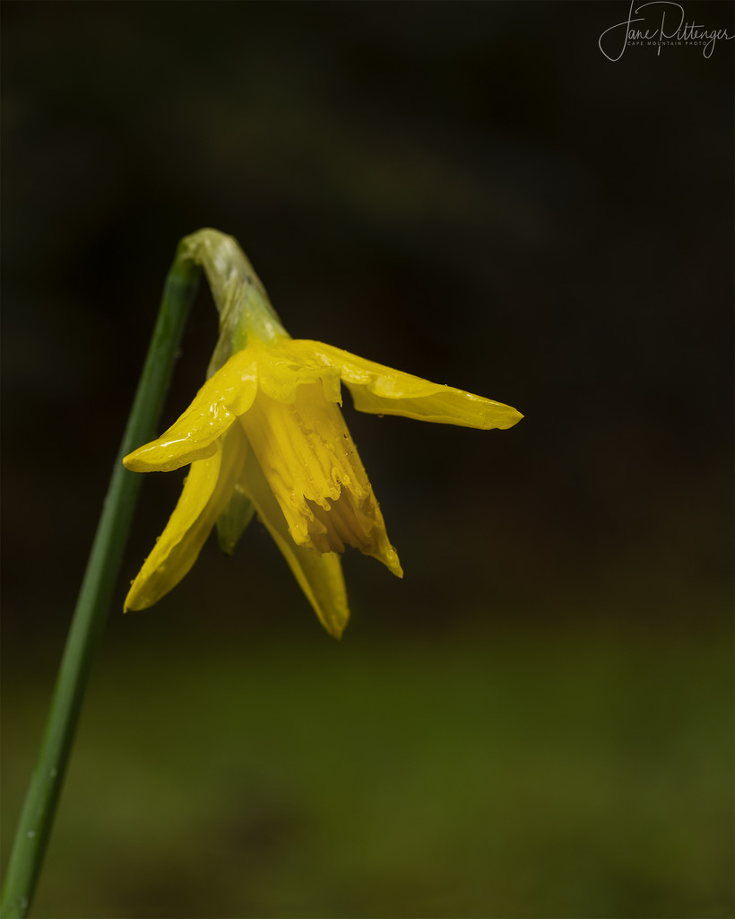 Single Lone Narcissus by jgpittenger