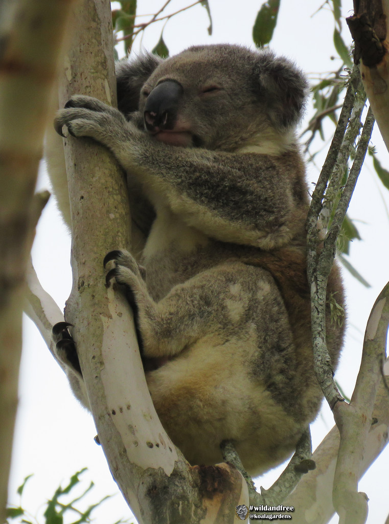 snoozin by koalagardens