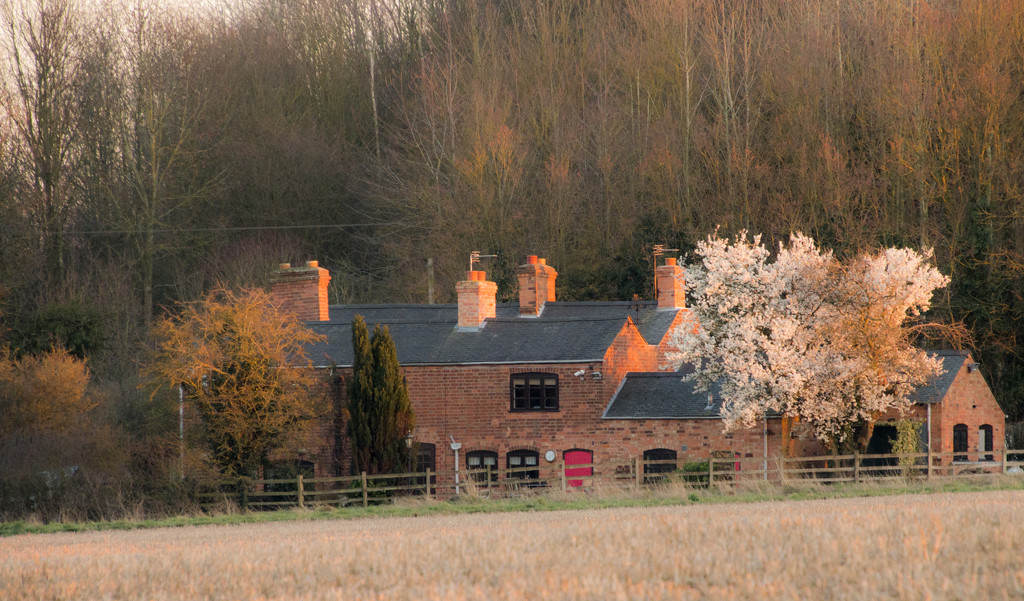 Springtime Cottage by shepherdman