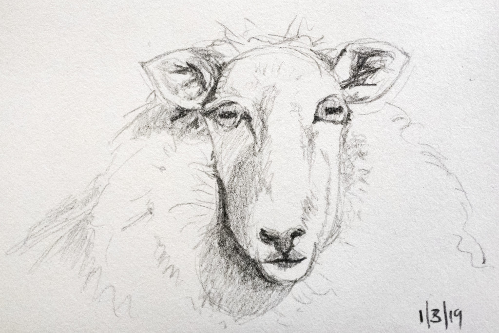 Sheep by harveyzone
