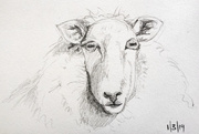 1st Mar 2019 - Sheep