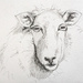 Sheep by harveyzone