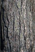 1st Mar 2019 - Tree Bark Textures