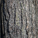 Tree Bark Textures by pcoulson