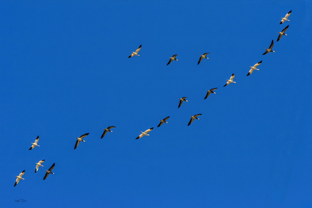 Snow Geese flying south by samae