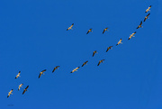 1st Mar 2019 - Snow Geese flying south